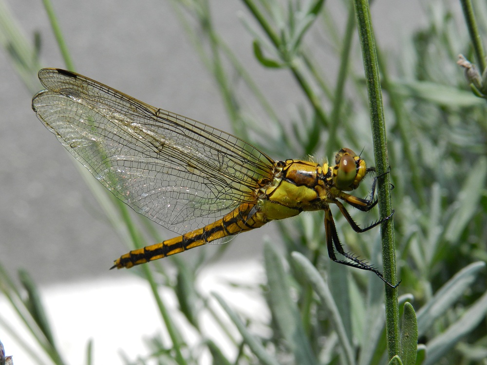 ID libellula gialla - Orthetrum cancellatum (femmina)